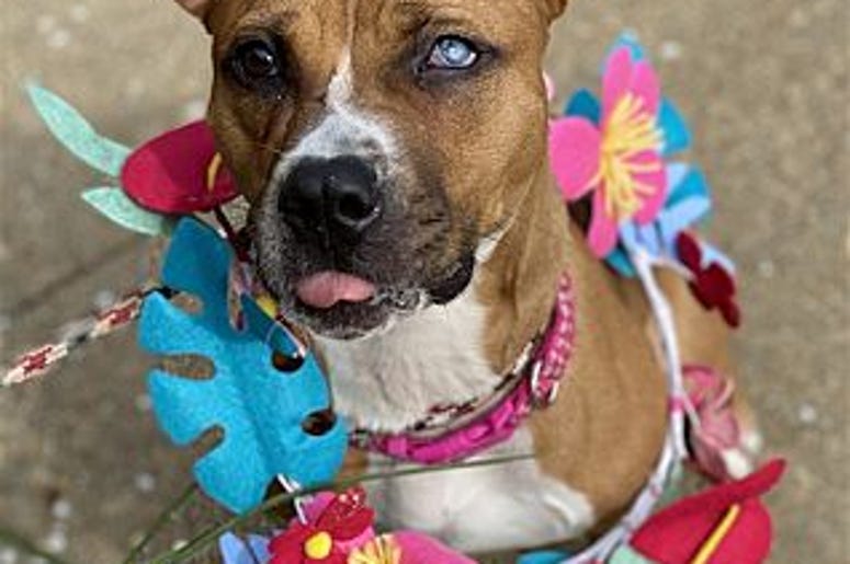 pet of the day