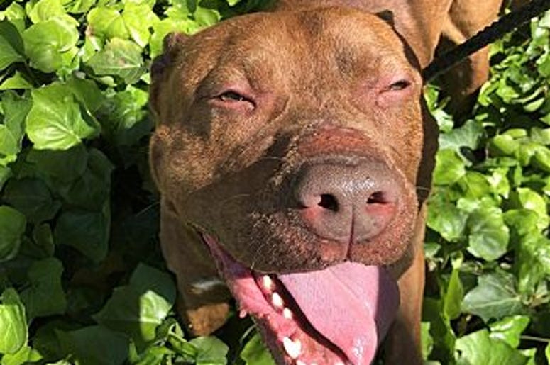 pet of the day