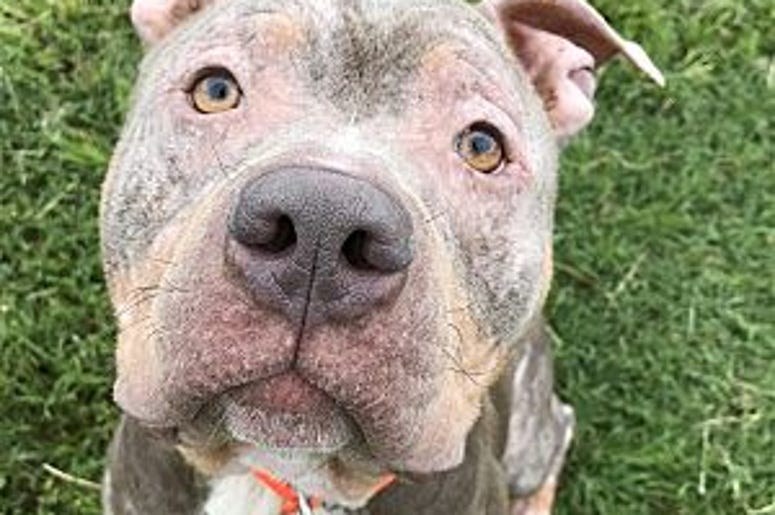 pet of the day