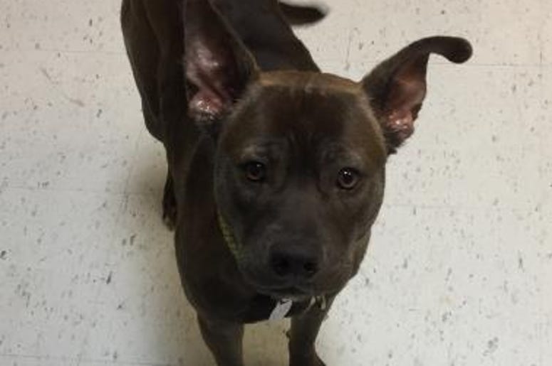 pet of the day