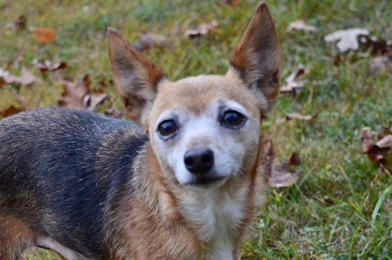 pet of the day