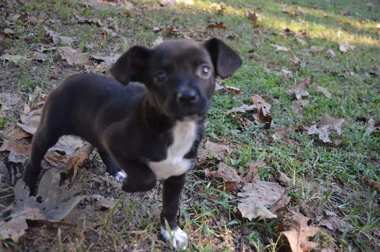pet of the day