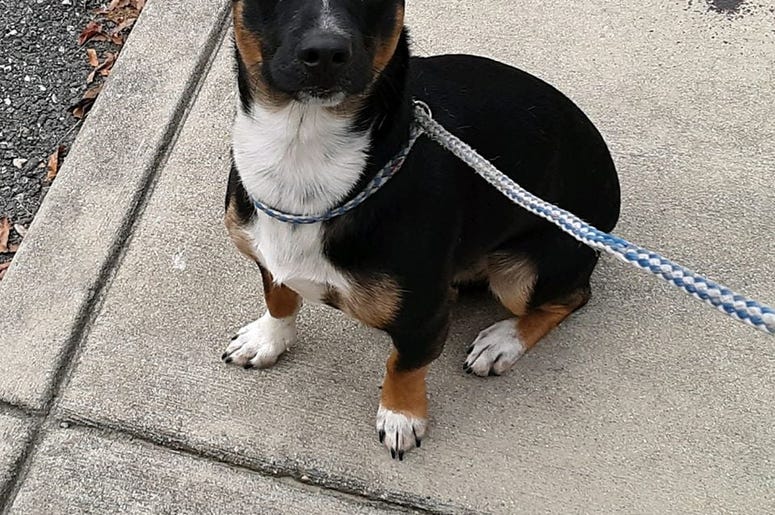 pet of the day
