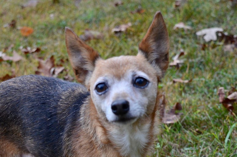 pet of the day