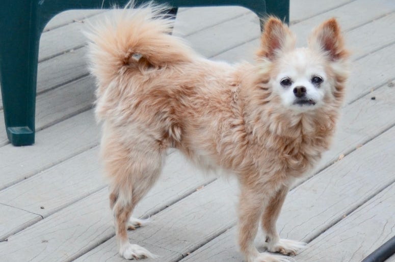 pet of the day