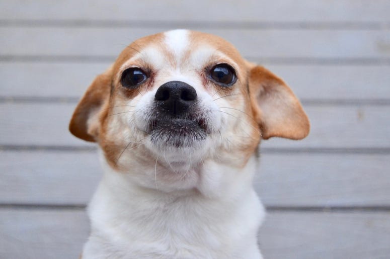 pet of the day