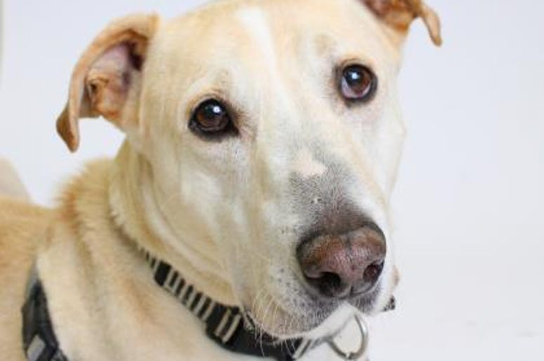 pet of the day