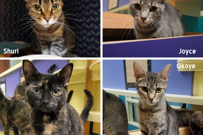 pet of the day