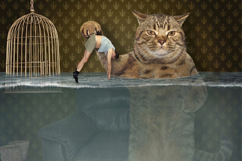 Cat rescues human