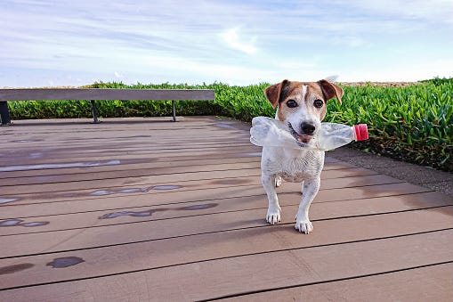 Dog Cleans Up