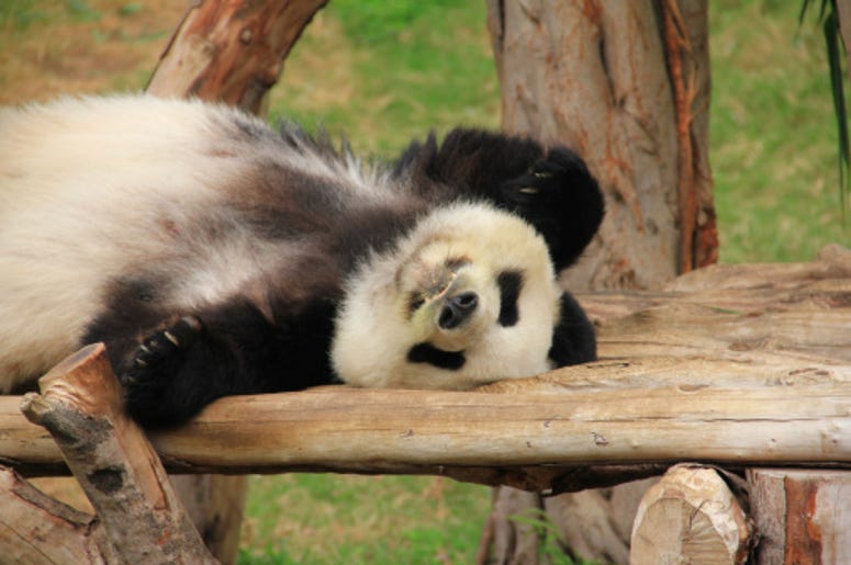 Panda Daycare