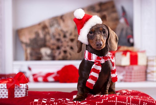 Santa Paws