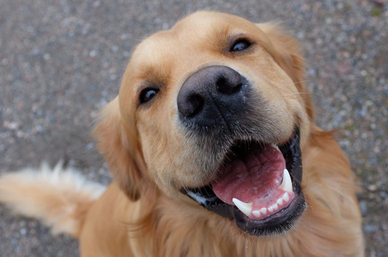 Loose Dog