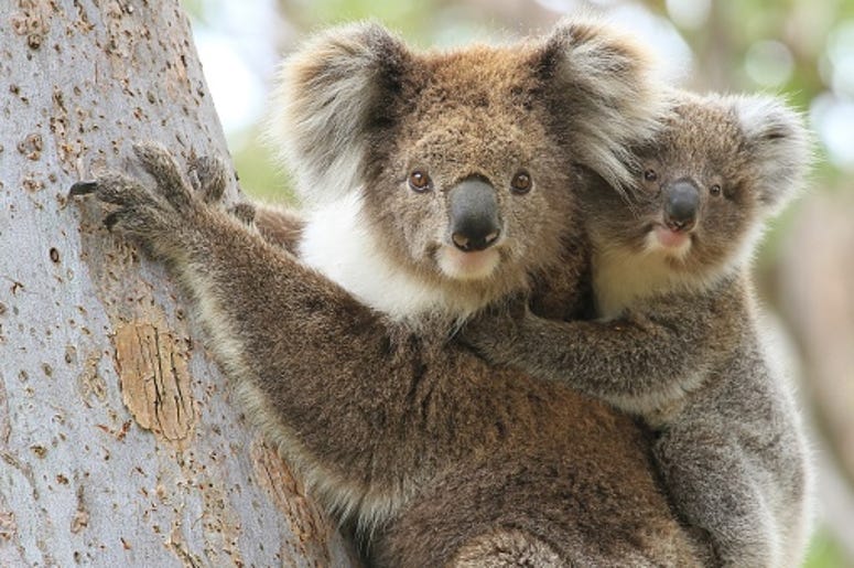 Help Australia