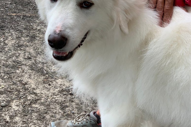 pet of the day
