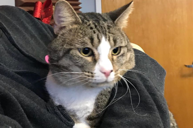 pet of the day