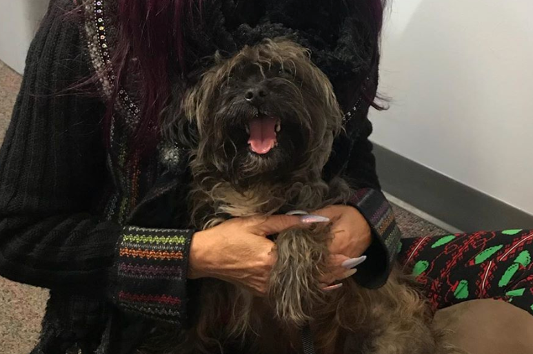 pet of the day
