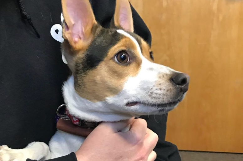 pet of the day
