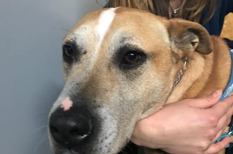 pet of the day