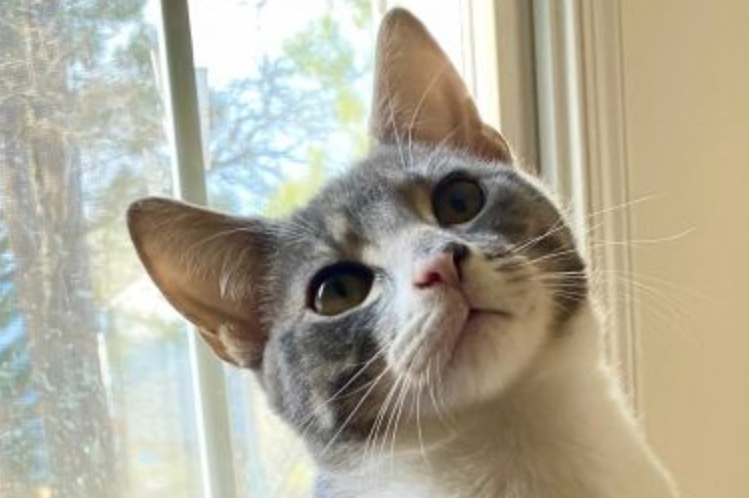 pet of the day