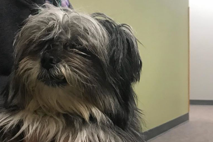 pet of the day