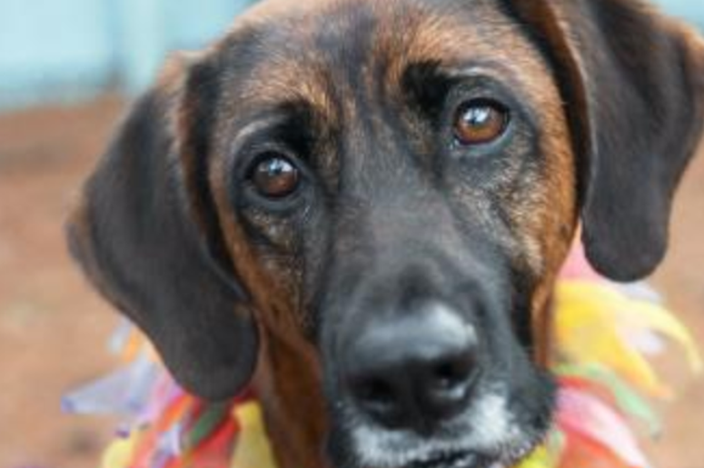 pet of the day