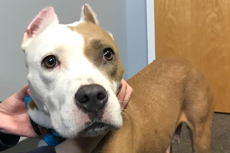 pet of the day
