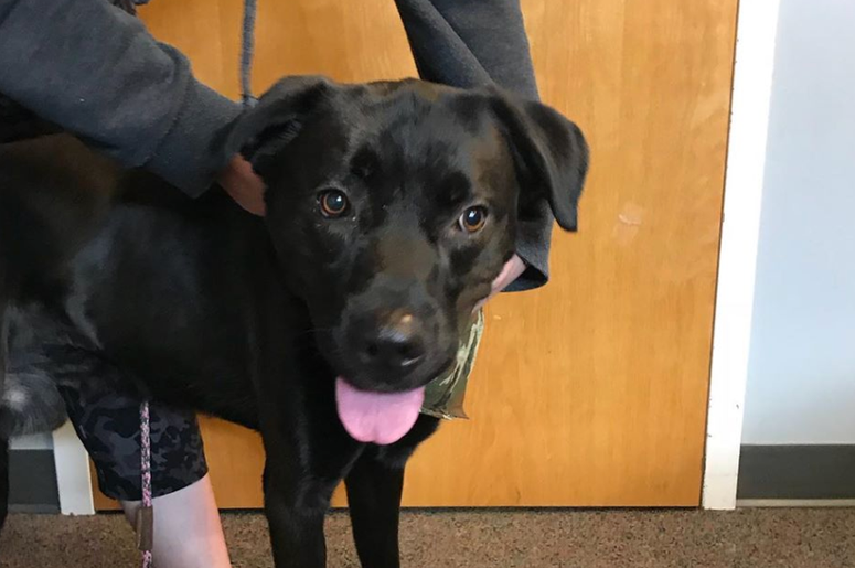 pet of the day