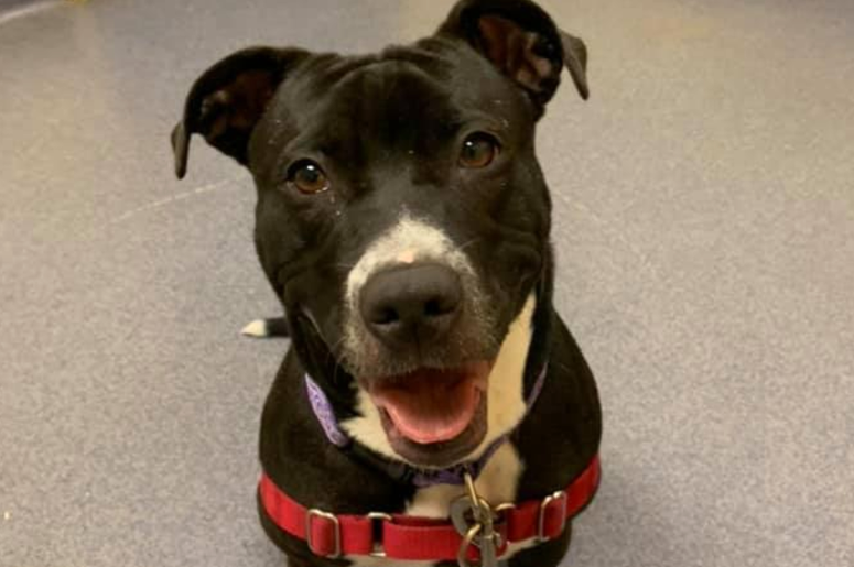 pet of the day