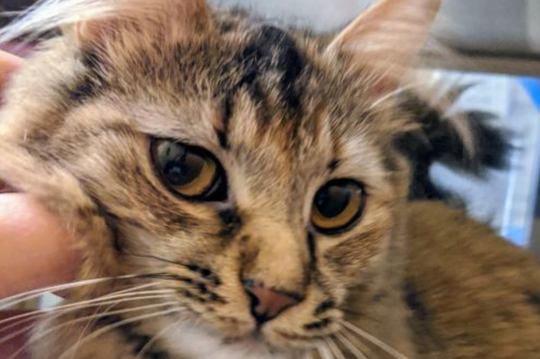 pet of the day