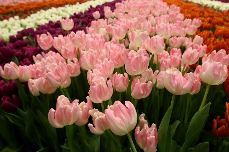 Tulips Tulips