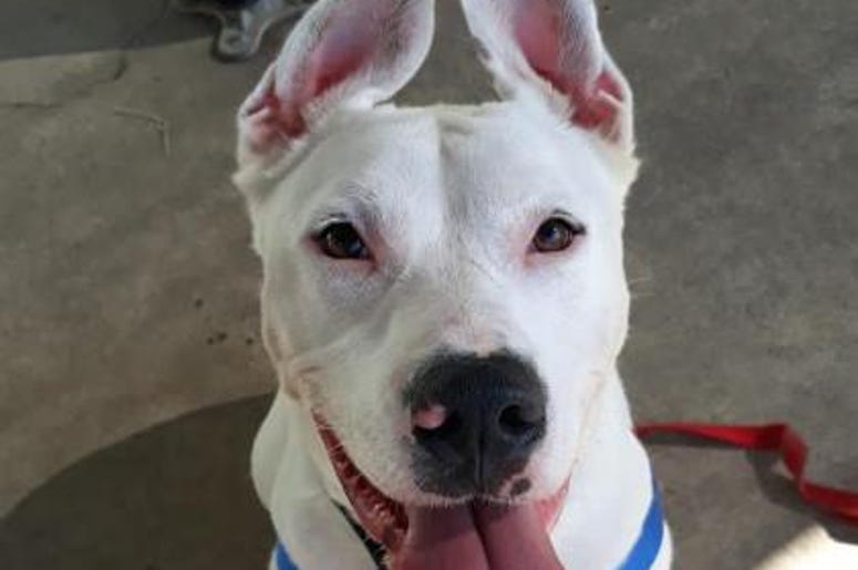 pet of the day