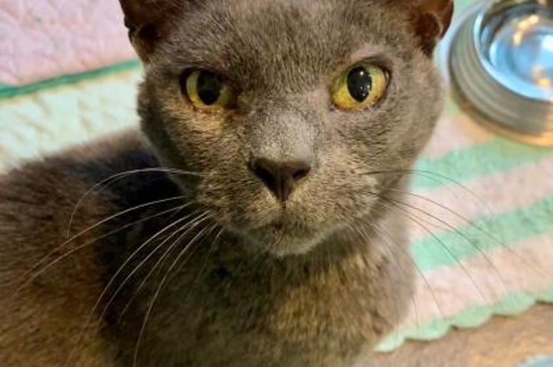 pet of the day