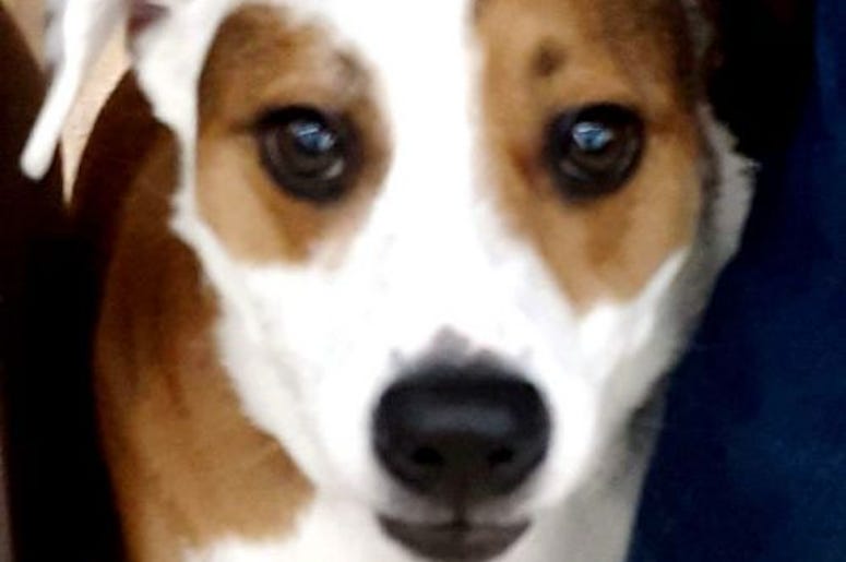 pet of the day