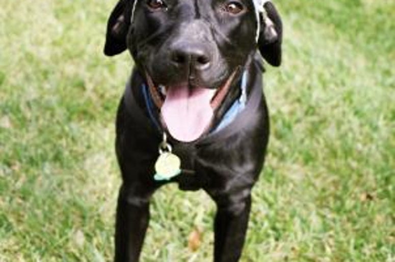 pet of the day