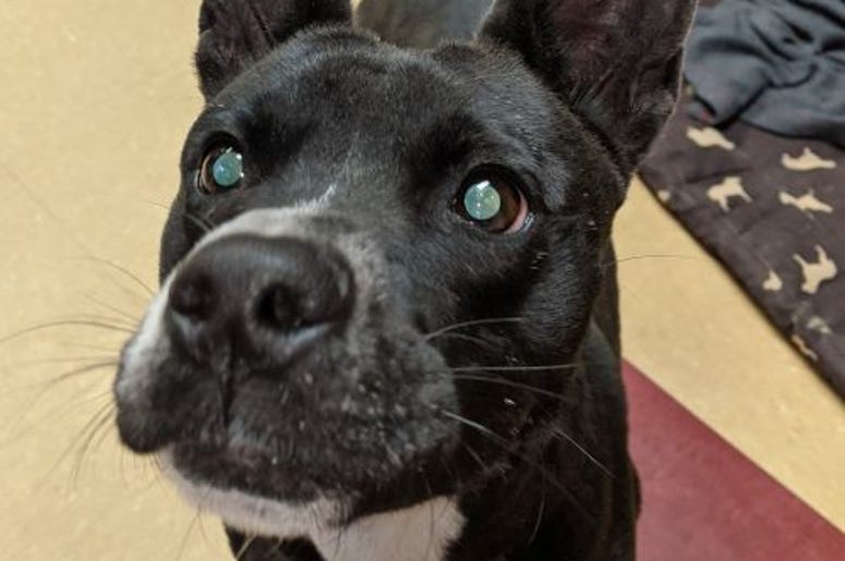 pet of the day