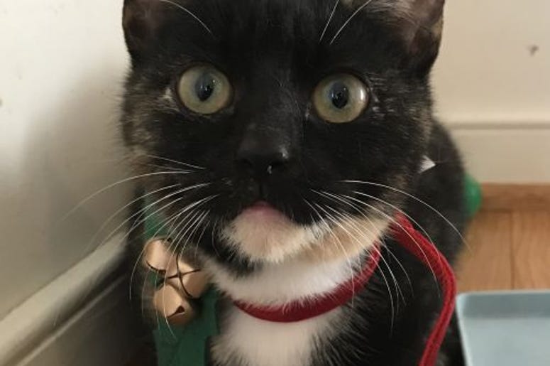 pet of the day