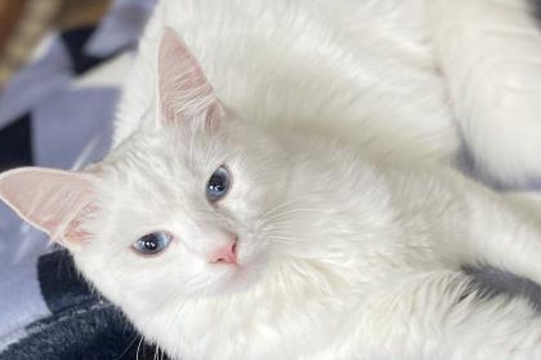 pet of the day