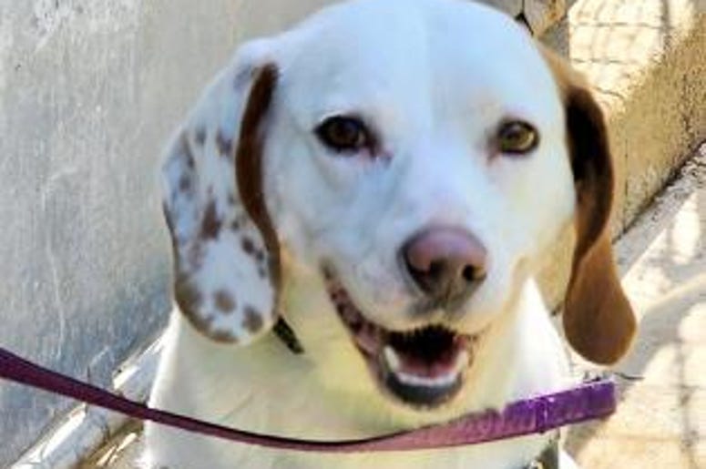 pet of the day