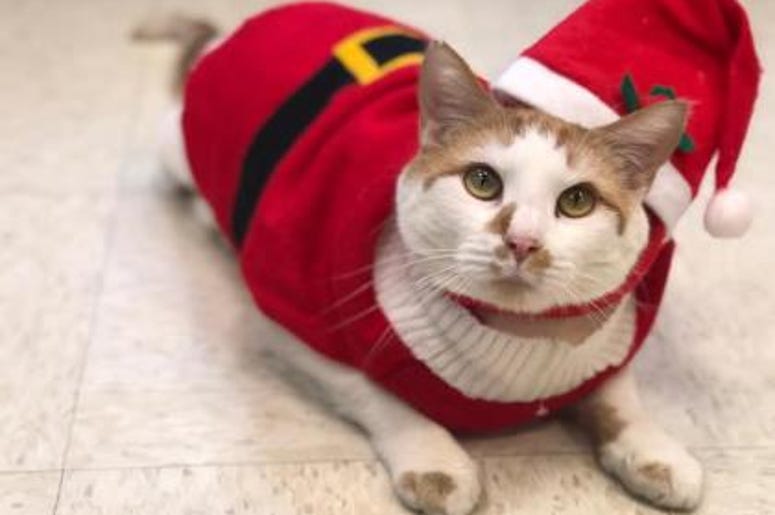 pet of the day