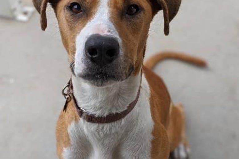 pet of the day