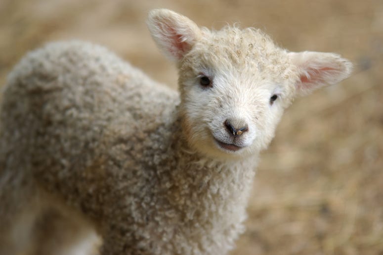 Lamb with dance moves Lamb