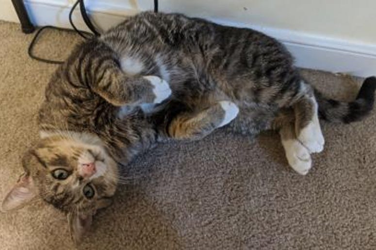 pet of the day