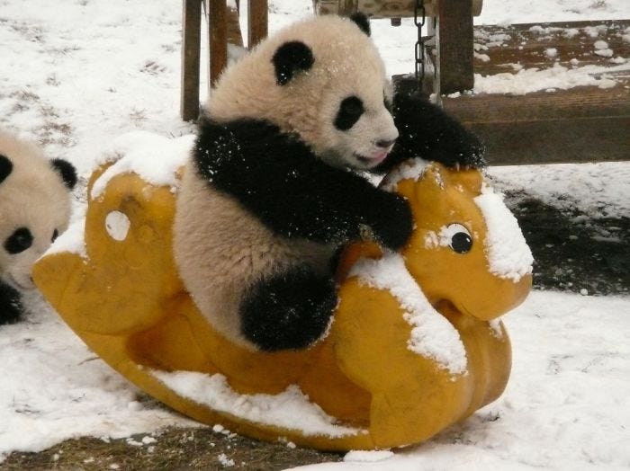 Panda Daycare