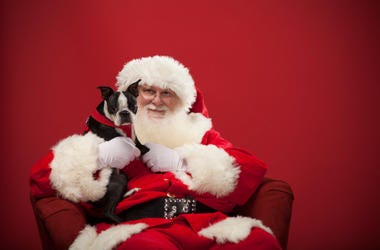 Santa Paws