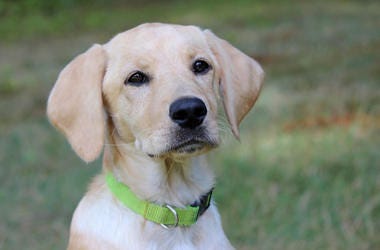 Labrador