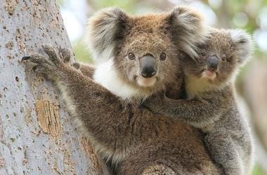 Help Australia