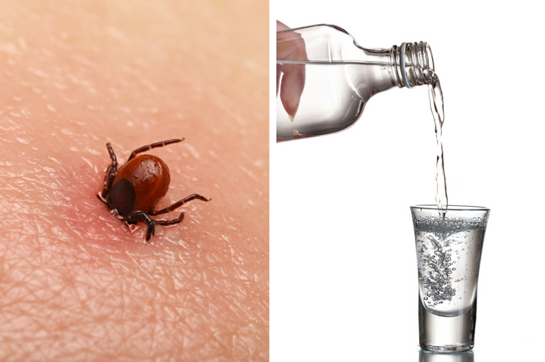 Encephalitis tick / Vodka poured into a glass