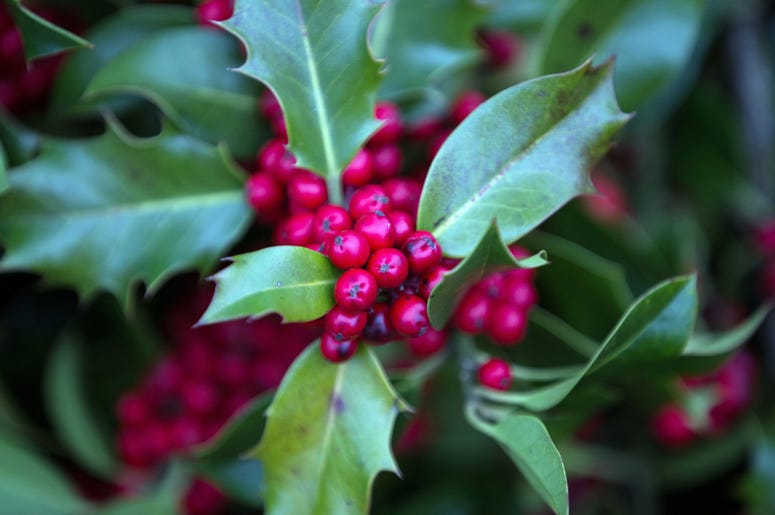 Mistletoe
