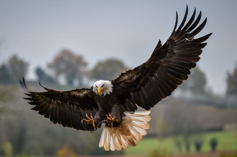 Bald Eagle